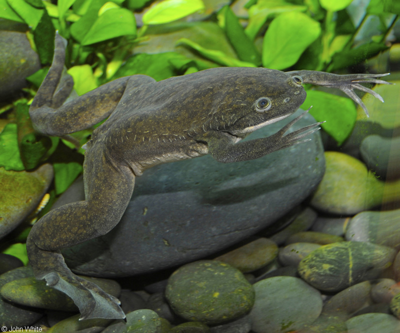 African Clawed Frog (Xenopus laevis).JPG