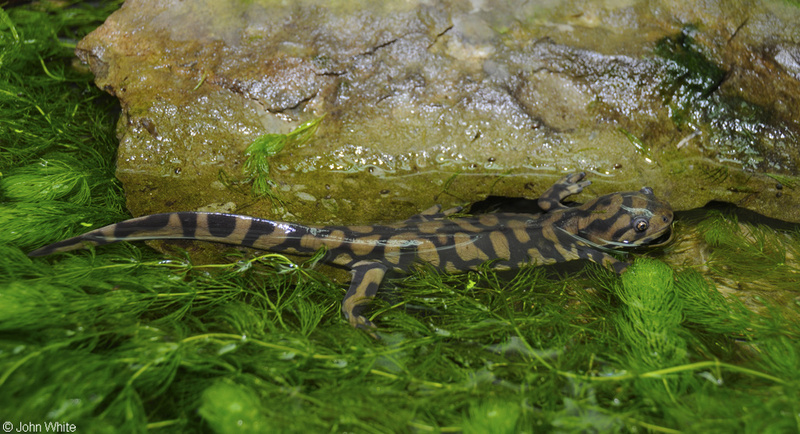 Eastern Tiger Salamander (Ambystoma tigrinum tigrinum).JPG