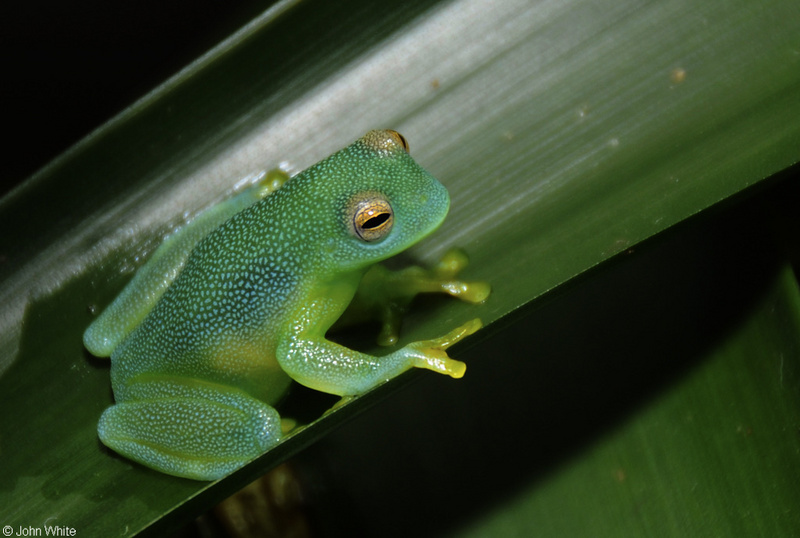 Glass Frog (Cochranella granulosa).jpg