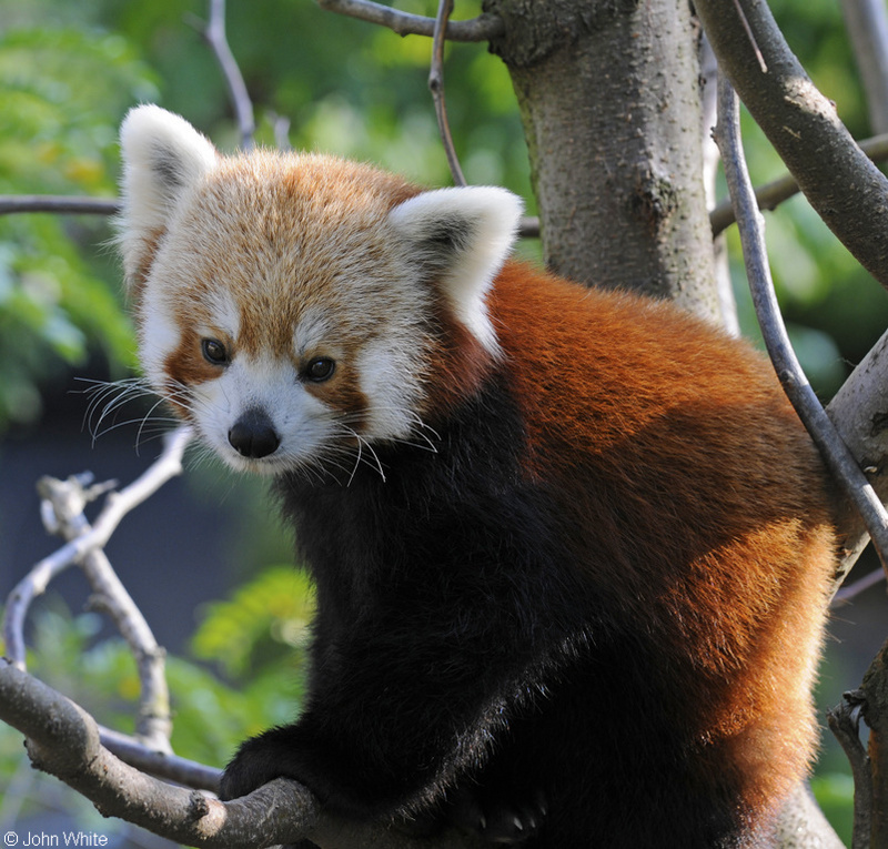 Red Panda (Ailurus fulgens).jpg