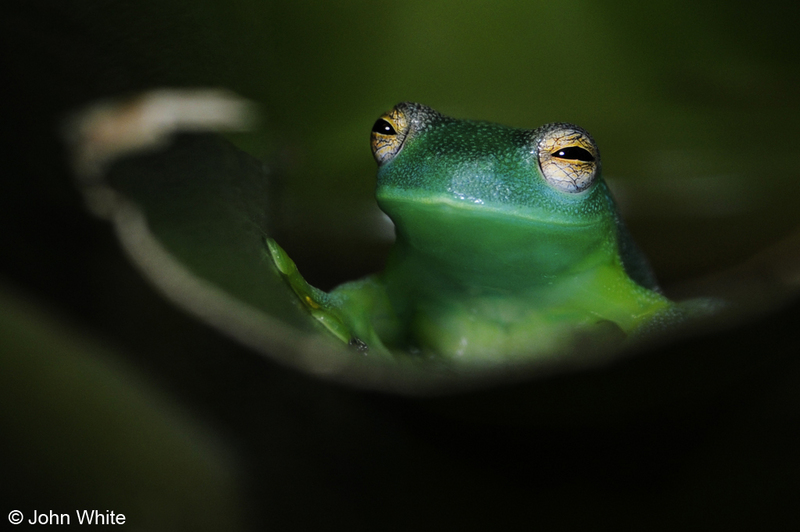 Glass Frog (Cochranella granulosa)2.jpg