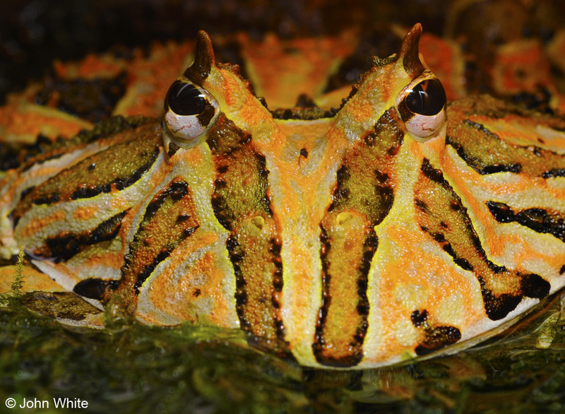 Ornate horned frog (Ceratophrys ornata).jpg