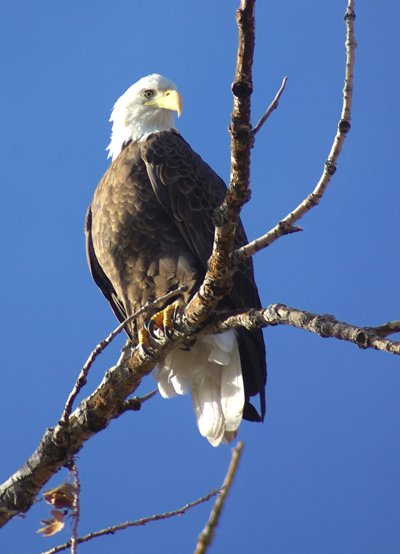 A capture of our National Symbol.jpg