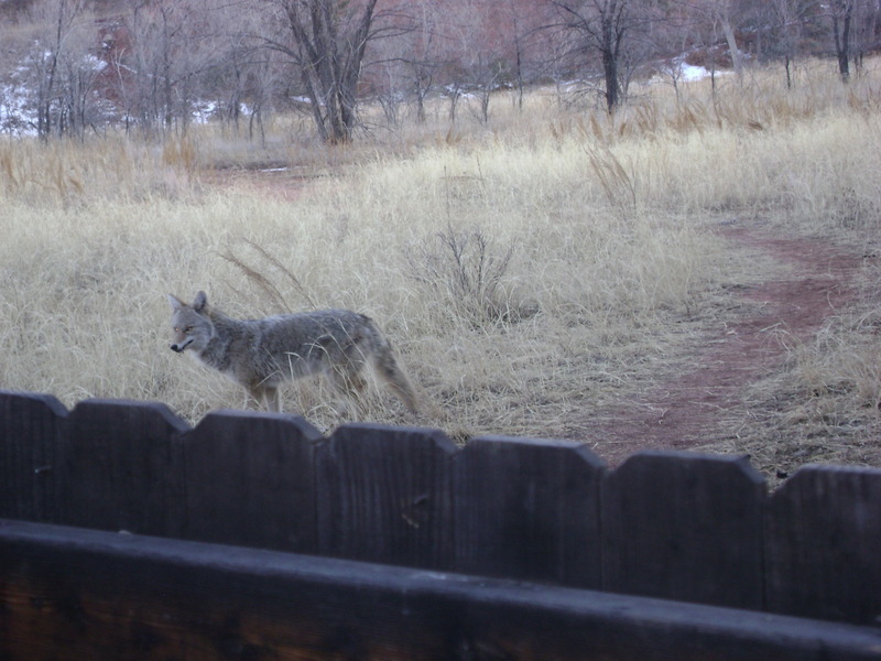 coyote 1-4-10 004.jpg