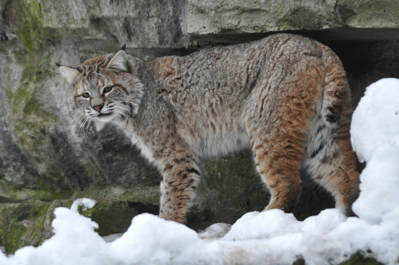 Lynx-rufus-ssp-Rotluchs-M-Tomas-aus-Texas-TPB2010Feb11-076-apa.jpg