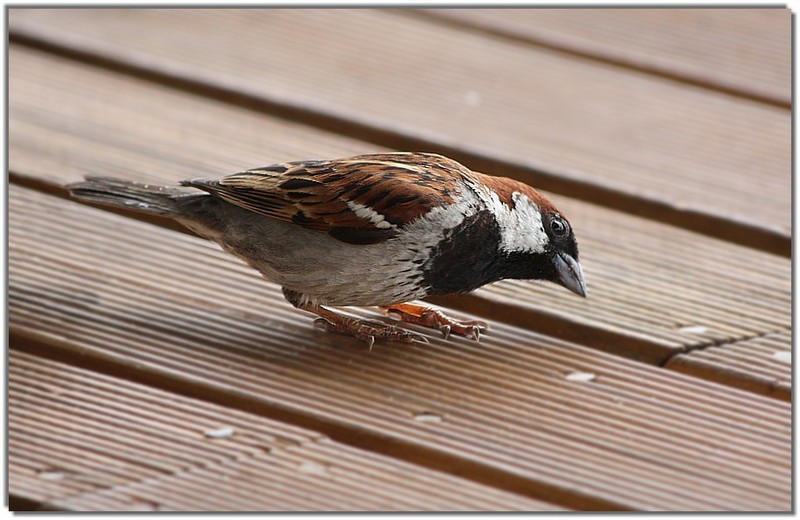IMG 3804 House Sparrow (Passer domesticus).jpg