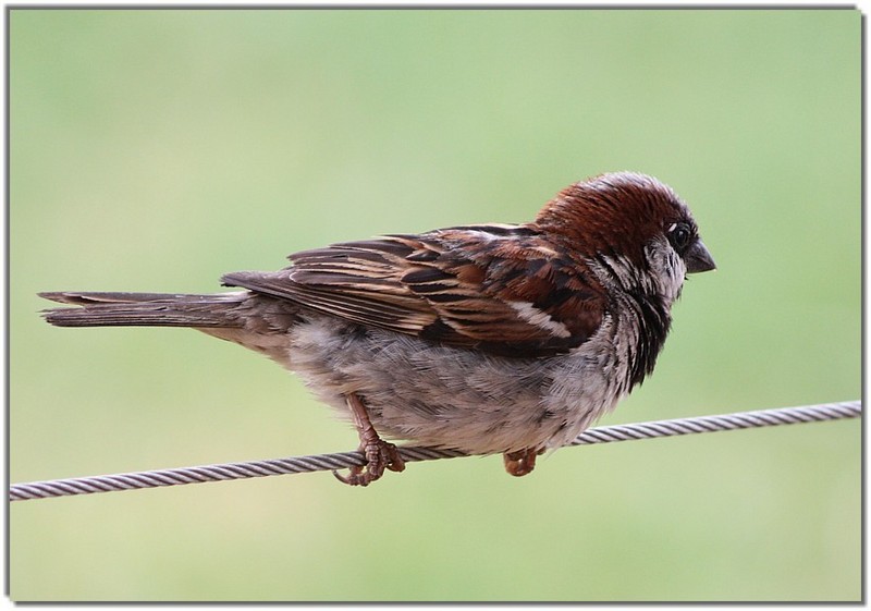 IMG 3803 House Sparrow (Passer domesticus).jpg