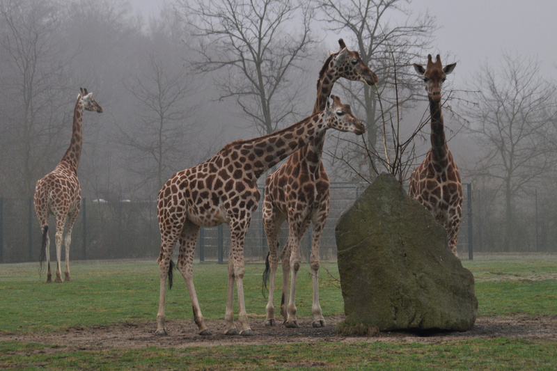 Giraffa-camelopardalis-rothschildi-Uganda-Giraffe-TPB2010Mrz30-024xAPA.JPG