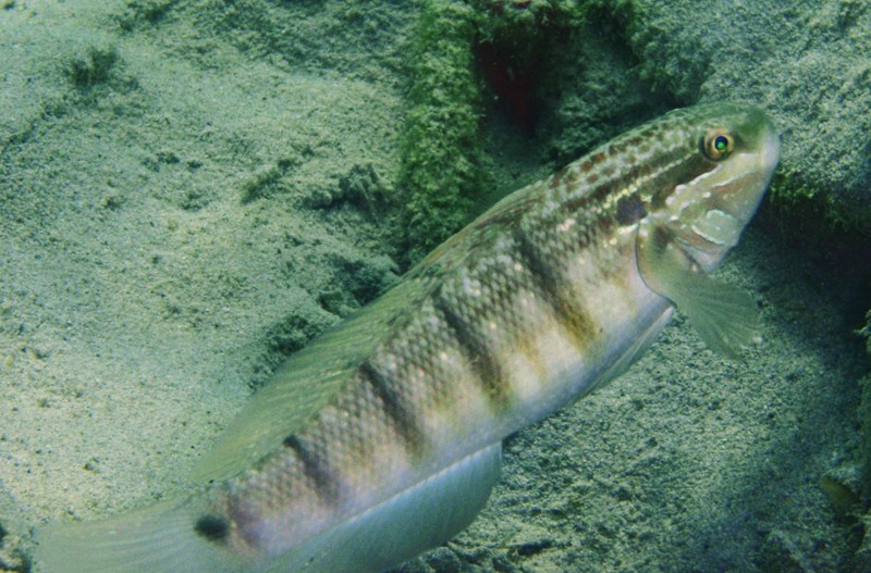 Amblygobius albimaculatus (Jumeirah Beach 2).JPG