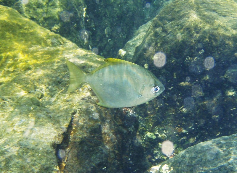 Monodactylus argenteus (Jumeirah Beach).JPG