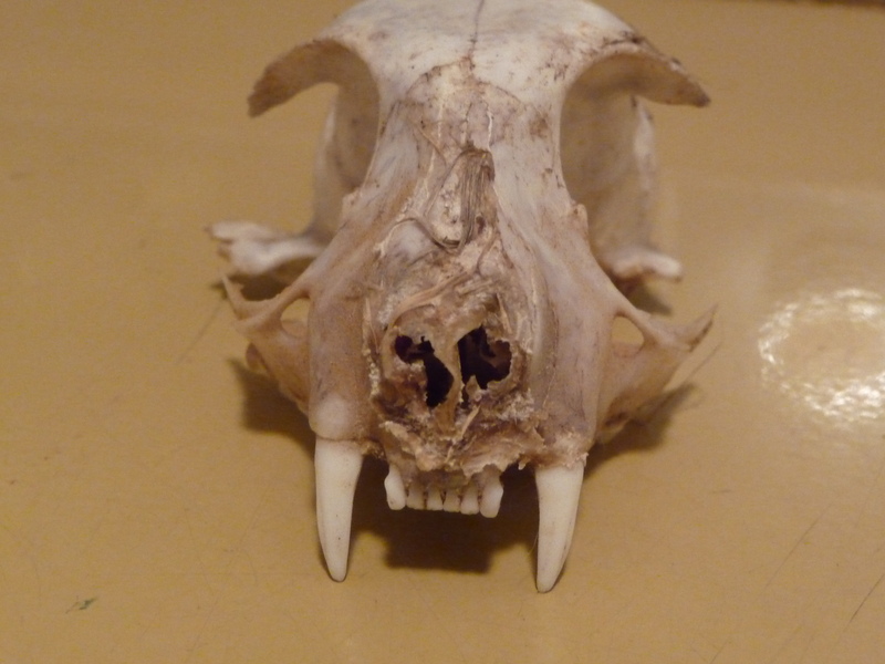 skull 2.JPG