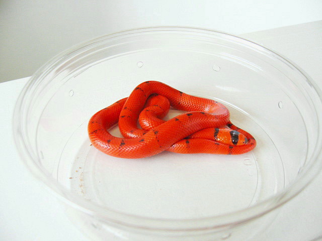 VP hypo female 2009.jpg