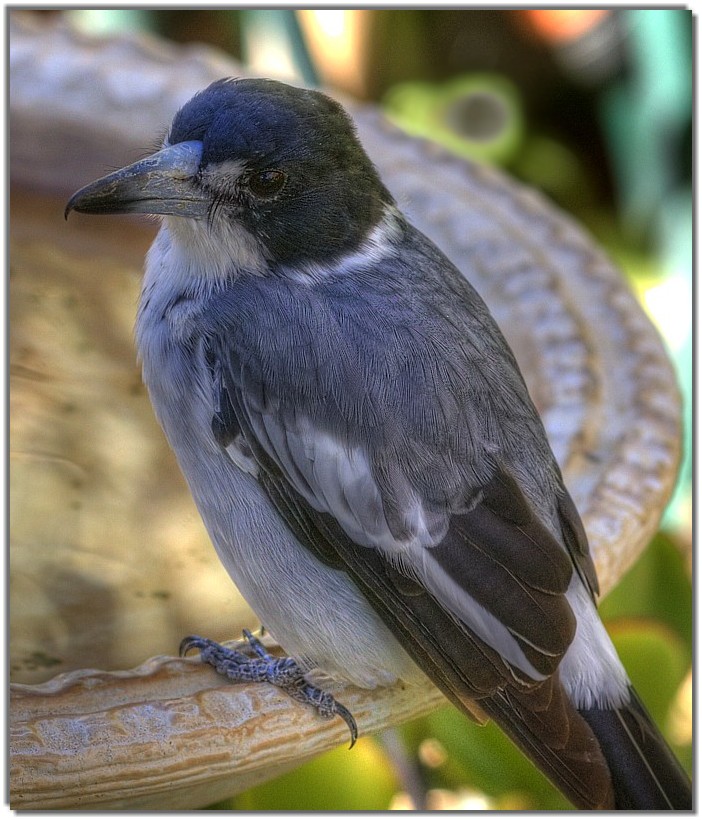 IMG 6831 Grey Butcherbird (Cracticus torquatus).jpg