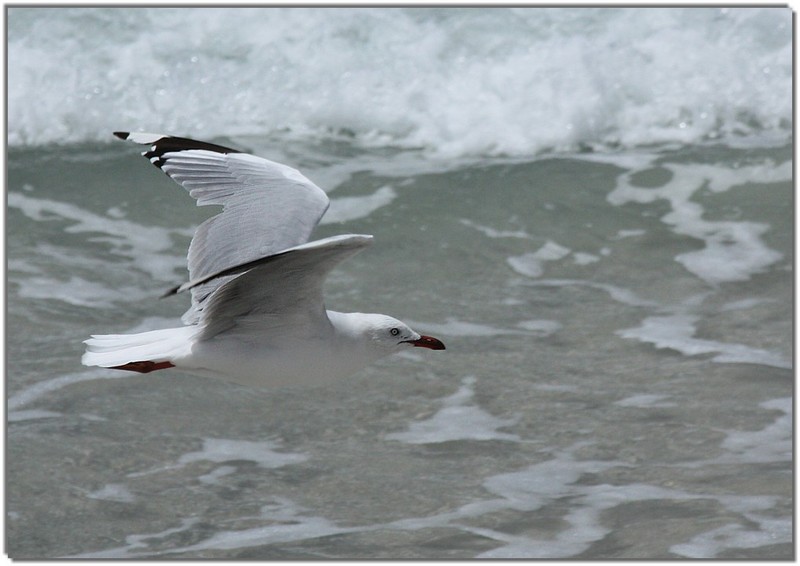 IMG 4056 seagull-gull.jpg