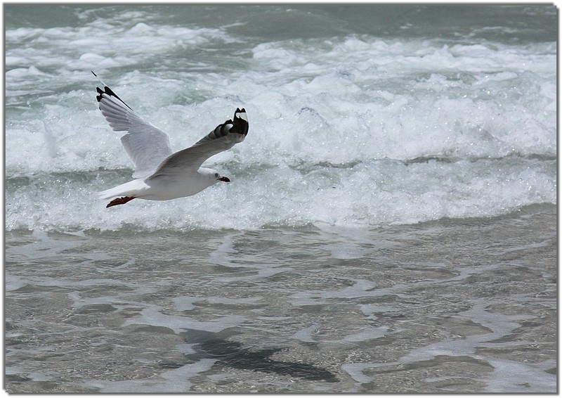 IMG 4058 seagull-gull.jpg