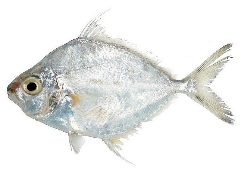 Leignathus fasciatus (Striped Ponyfish - Sallah).JPG