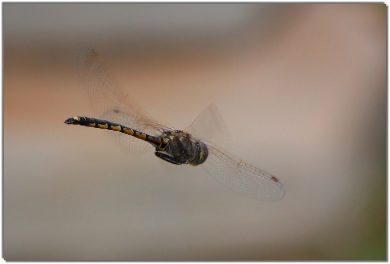 IMG 7906 dragonfly.jpg