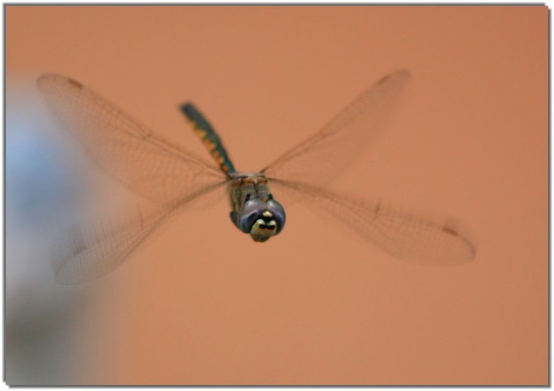 IMG 7917 dragonfly.jpg