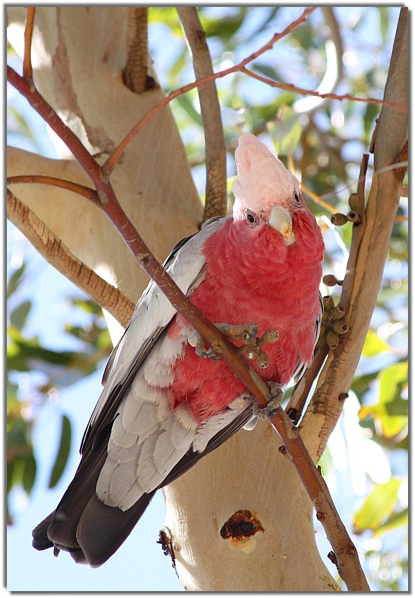 IMG 5367 - Galah Cockatoo (Eolophus roseicapilla).jpg