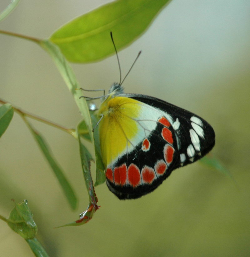 Scarlet jezebel kobble07-Northern Jezebel Butterfly (Delias argenthona).jpg