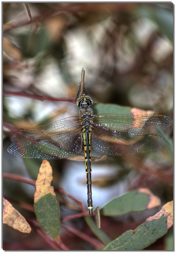 IMG 7988rs dragonfly at rest.jpg