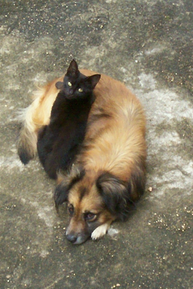 Bebo y Negrito5.JPG