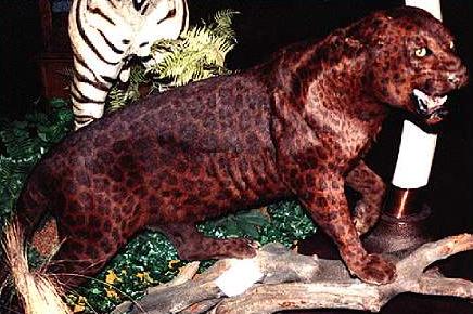 Red-leopard.jpg