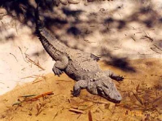 mysore croc.jpg