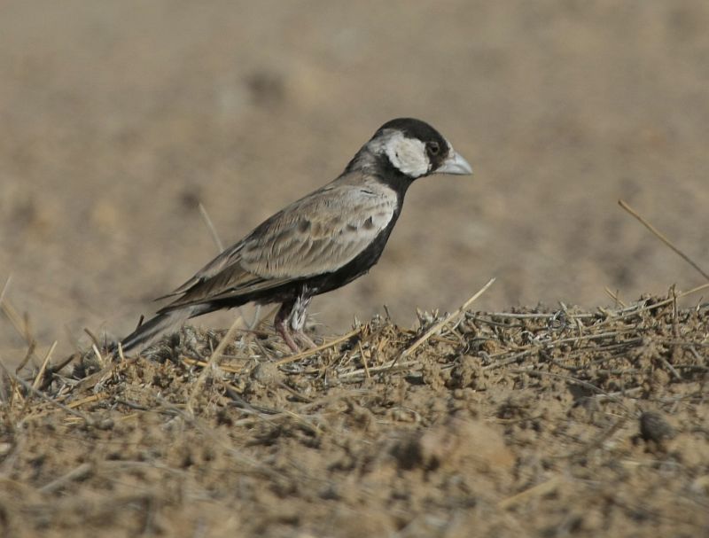 Black-crowned Sparrow Lark.jpg
