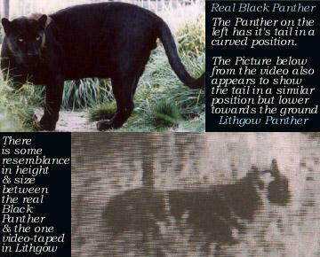 panther comparison.jpg