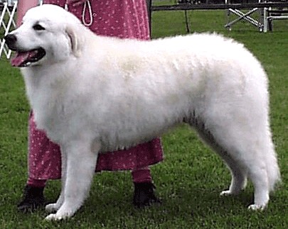 kuvasz-picture-4.gif