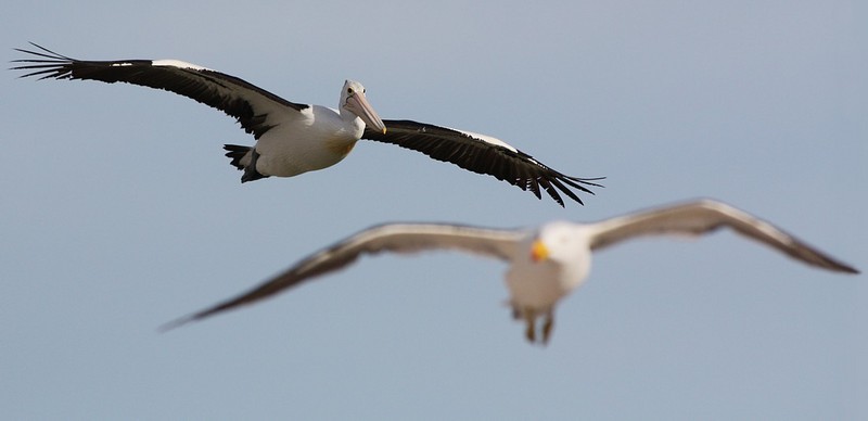IMG 7040 Australian Pelican & Pacific Gull.jpg