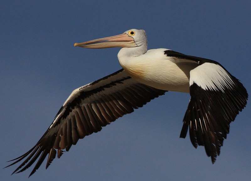 IMG 7037 - Australian Pelican (Pelecanus conspicillatus).jpg