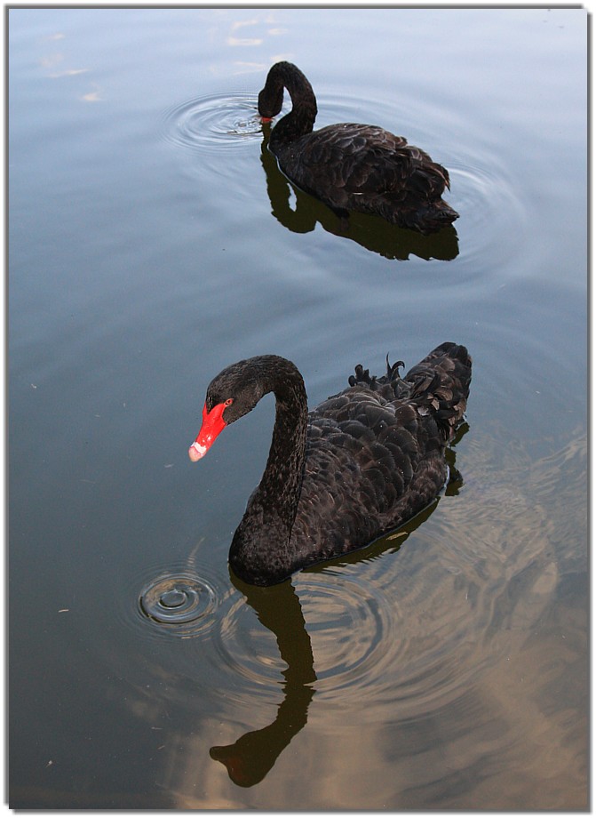 IMG 8768 - black swan (Cygnus atratus).jpg