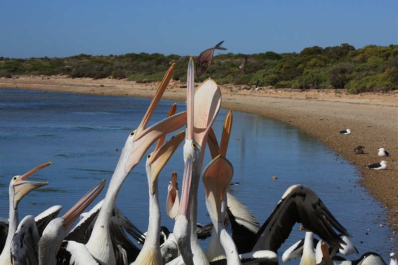 IMG 7231rs - Australian Pelican (Pelecanus conspicillatus).jpg