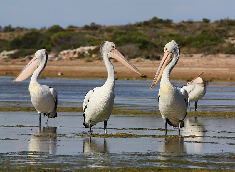 IMG 7319 - Australian Pelican (Pelecanus conspicillatus).jpg