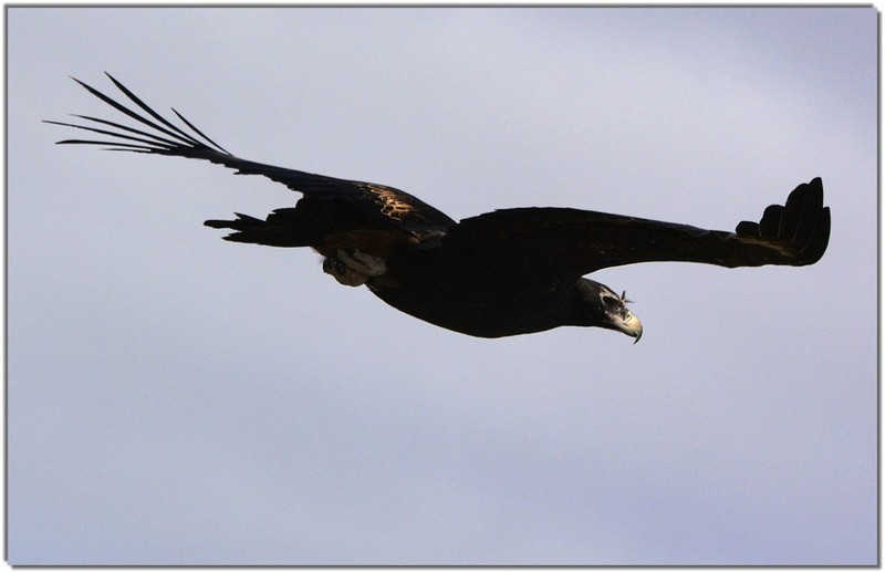 IMG 9198tm - Wedge-tailed Eagle, Wedgetail Eagle, Eaglehawk (Aquila audax).jpg