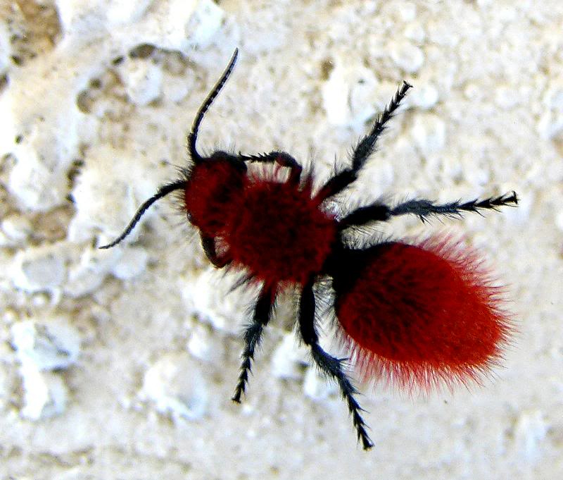 velvet ant picture from webshots.jpg