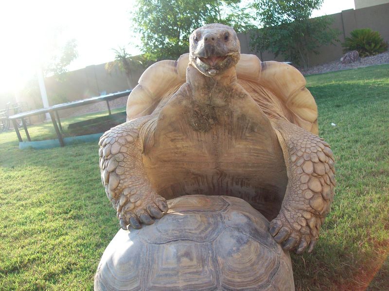 tortoise 008.JPG