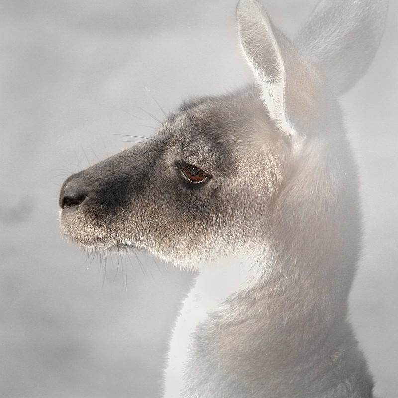 IMG 1626 - grey kangaroo.jpg