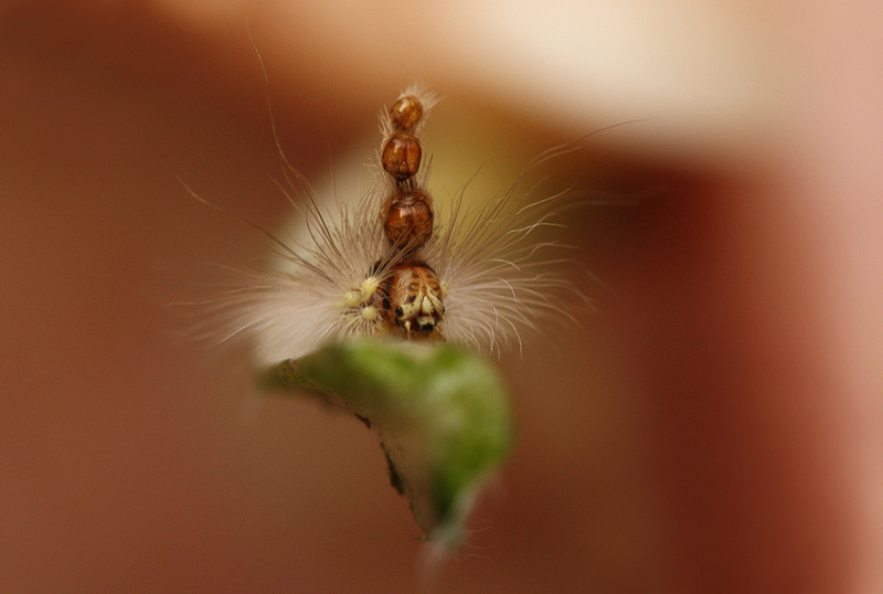 IMG 2073 Aussie caterpillar.jpg