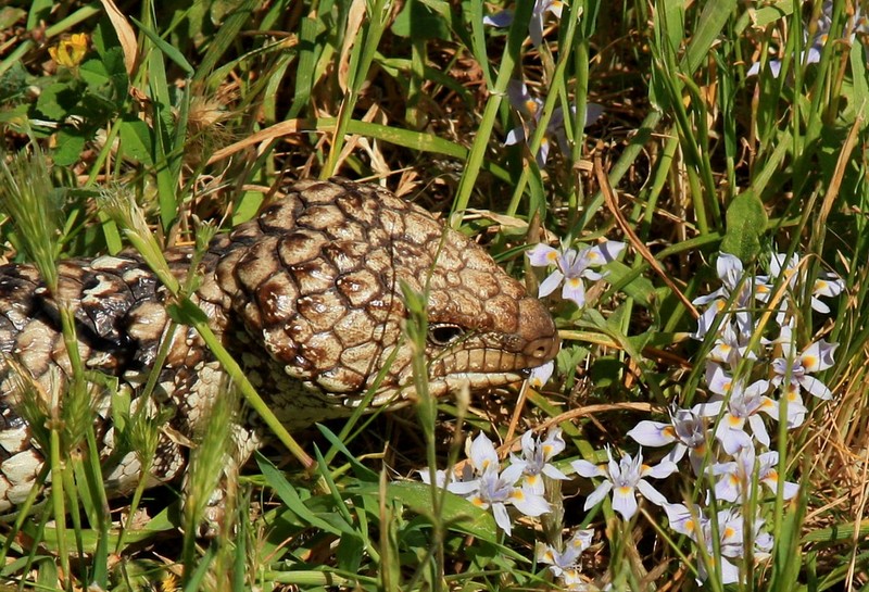 IMG 3112 Aussie lizard.jpg