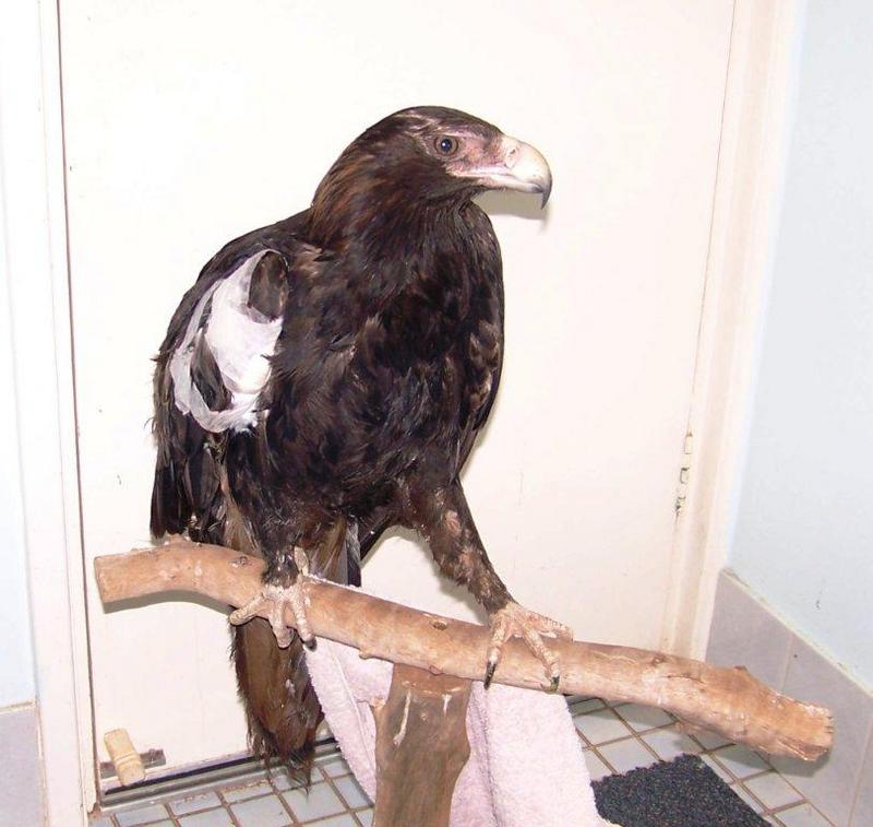 010 - wedgetail - Wedge-tailed Eagle (Aquila audax).jpg