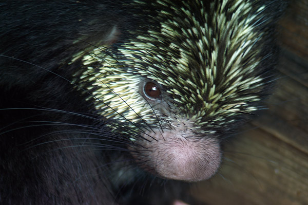 Mexican-hairy-porcupine-1 - Mexican Hairy Dwarf Porcupine or Mexican Tree Porcupine (Sphiggurus mexicanus).jpg