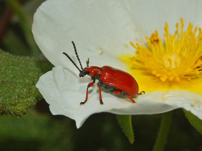 Chrysomelidae - Lilioceris merdigera.JPG