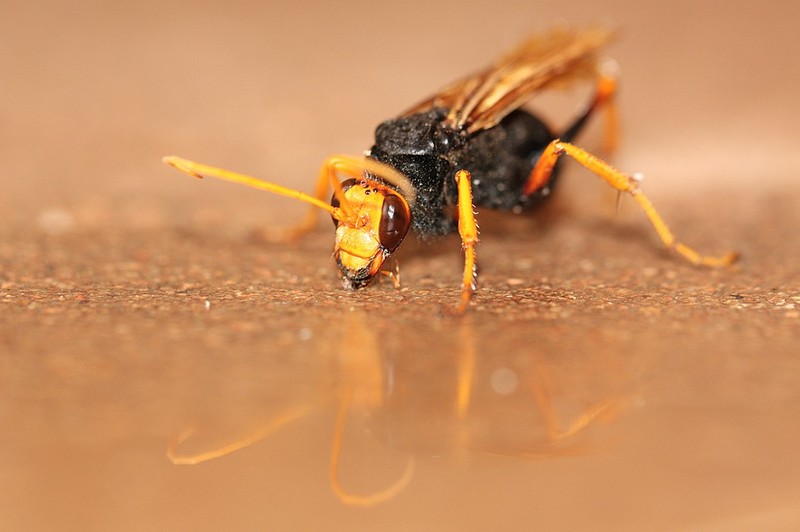 IMG 6173 - the wasp.jpg