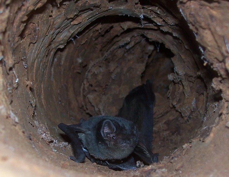 Bat in gumtree hollow 2.jpg