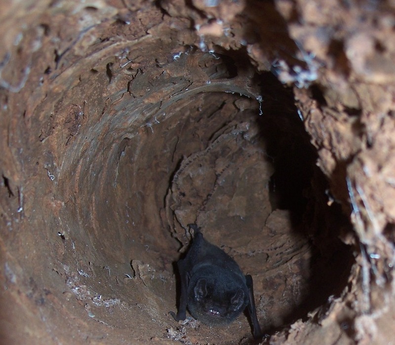 Bat in gumtree hollow 3.jpg