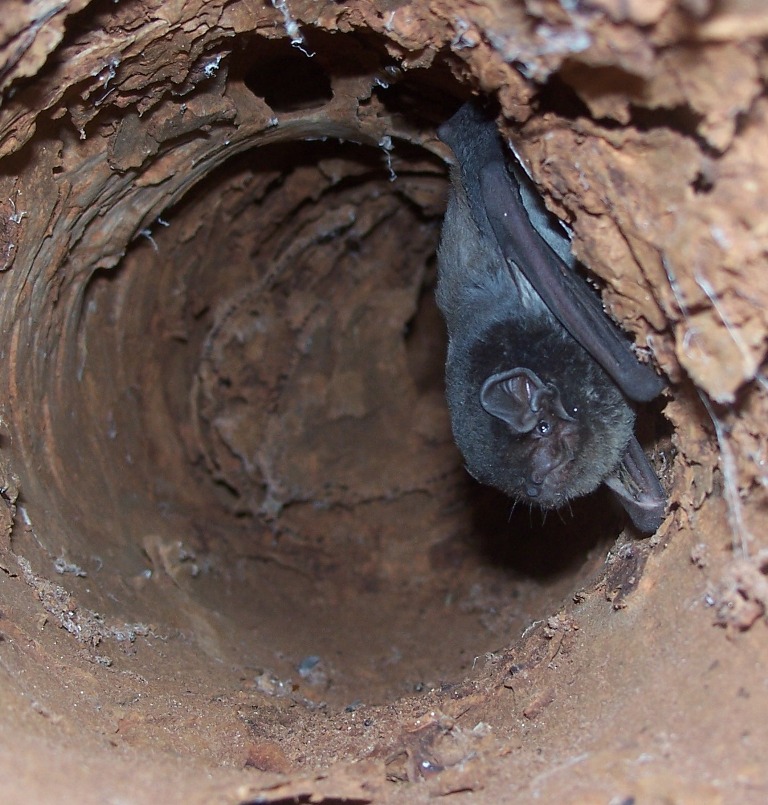 Bat in gumtree hollow 6.jpg