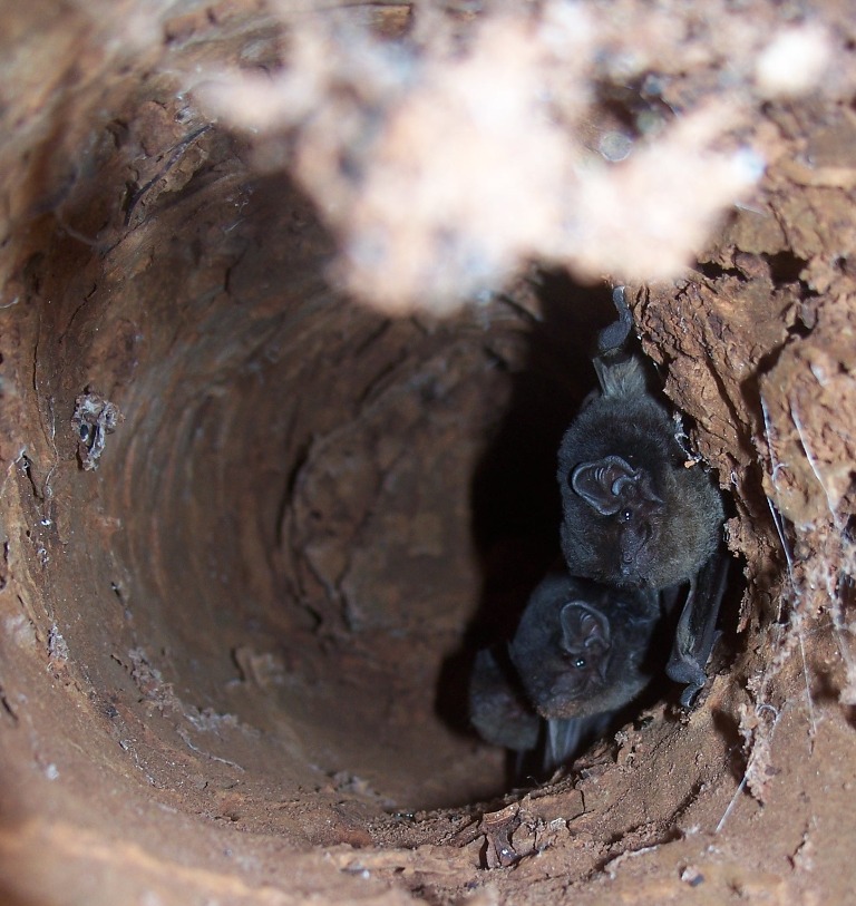 Bats in gumtree hollow 1.jpg